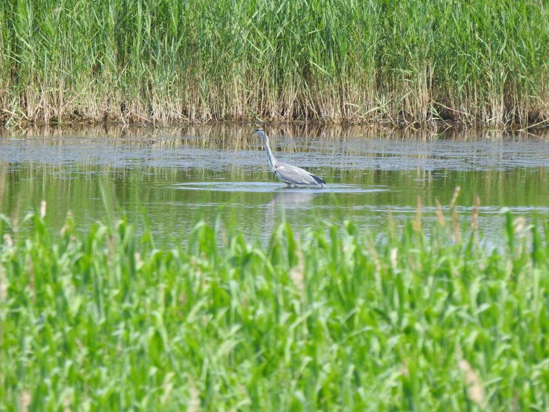 A grey heron stands in shallow water amidst a green reed landscape in the Diedrichshäger Moor project.