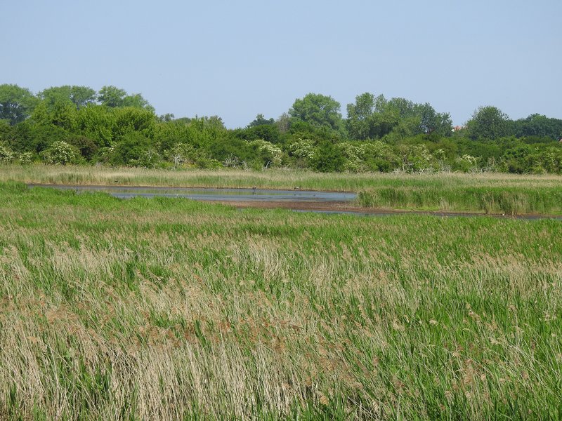 A green reed field with a small body of water and a row of trees in the background in the Diedrichshäger Moor project.