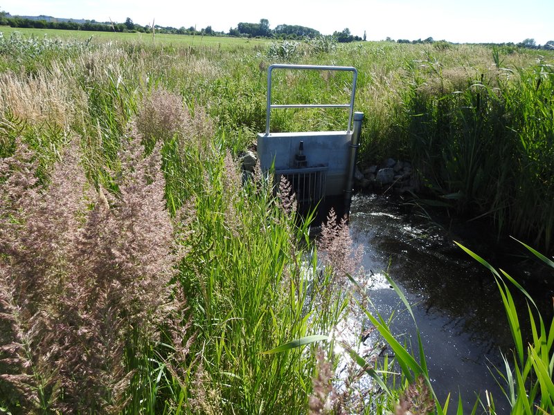 Area A in the Diedrichshäger Moor project in June 2018 during the compensation measure carried out by ROSTOCK PORT.