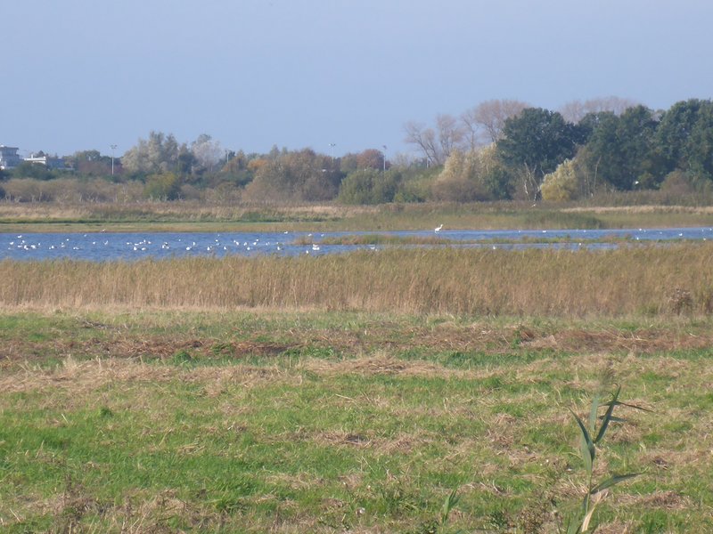 Area B in the Diedrichshäger Moor project after completion of the compensation measure by ROSTOCK PORT.