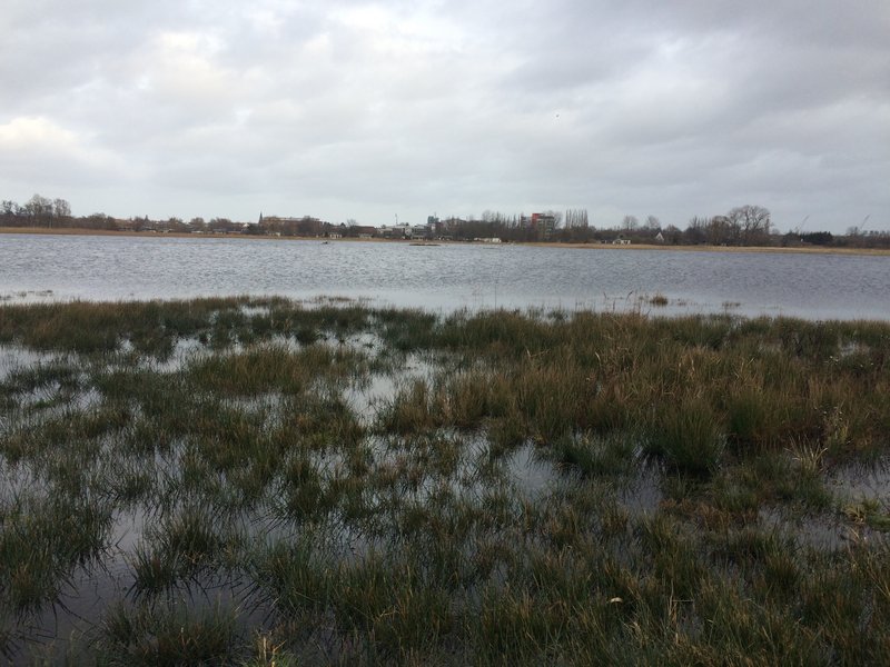 Area B in the Diedrichshäger Moor project after completion of the compensation measure by ROSTOCK PORT.