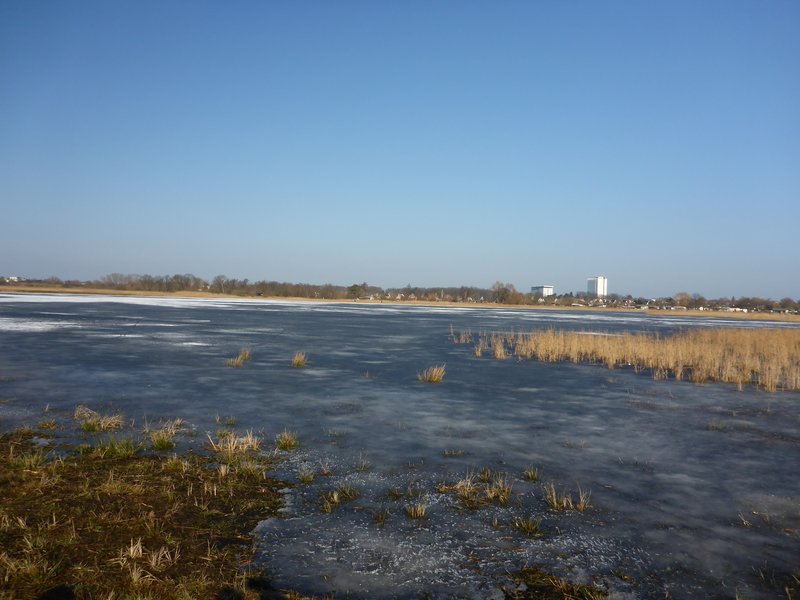 Area B in the Diedrichshäger Moor project after completion of the compensation measure by ROSTOCK PORT.