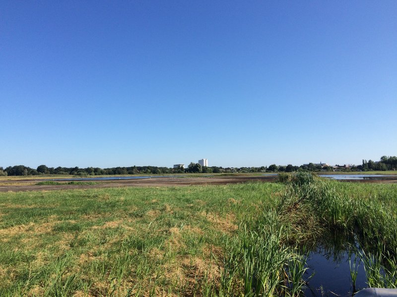 Area B in the Diedrichshäger Moor project after completion of the compensation measure by ROSTOCK PORT.