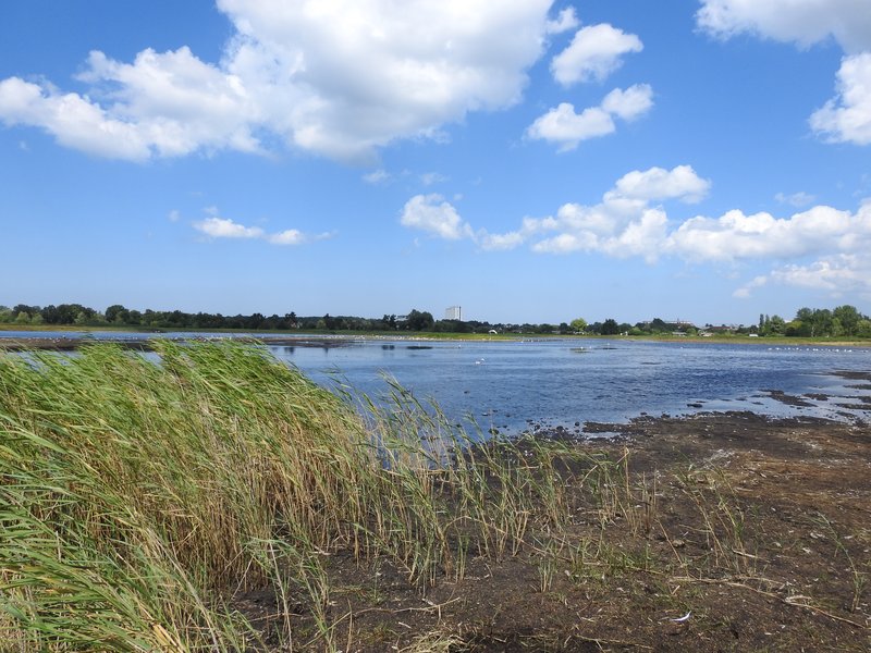 Area B in the Diedrichshäger Moor project after completion of the compensation measure by ROSTOCK PORT.