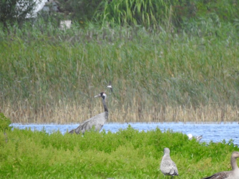 Area B in the Diedrichshäger Moor project after completion of the compensation measure by ROSTOCK PORT. A crane and several waterfowl stand on the shore of a body of water in front of a tall reed bed.