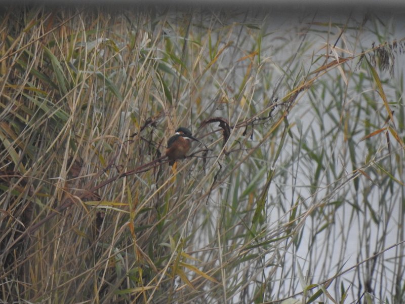 Area B in the Diedrichshäger Moor project after completion of the compensation measure by ROSTOCK PORT. A kingfisher perches on a slender branch amidst dense reeds by a body of water.
