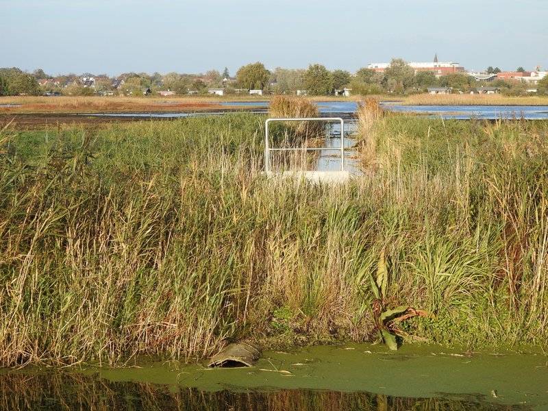 A small metal railing amidst a green reed landscape crisscrossed by waterways in the Diedrichshäger Moor project.