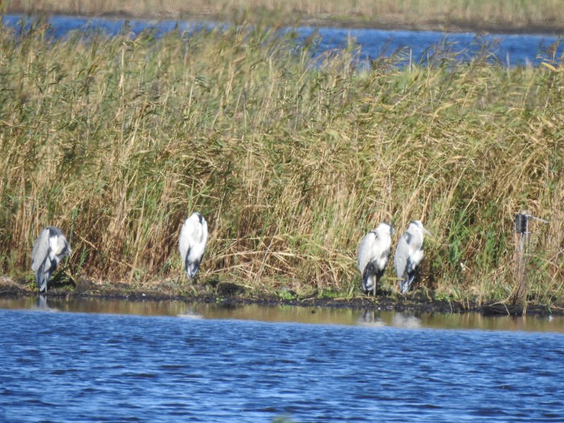 Four grey herons stand on the shore of a pond amidst a reed landscape in the Diedrichshäger Moor project.