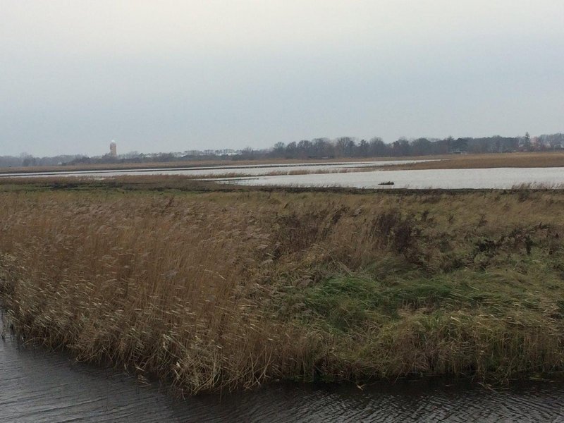 A vast flooded landscape of reeds and meadows in the Diedrichshäger Moor project.