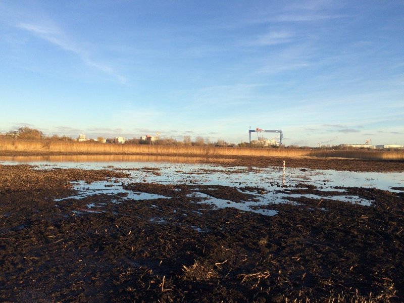 An excavated area with large puddles in the Diedrichshäger Moor project.