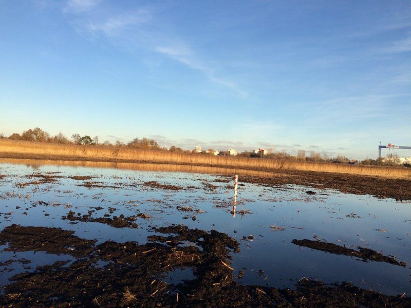 An excavated area with large puddles in the Diedrichshäger Moor project.