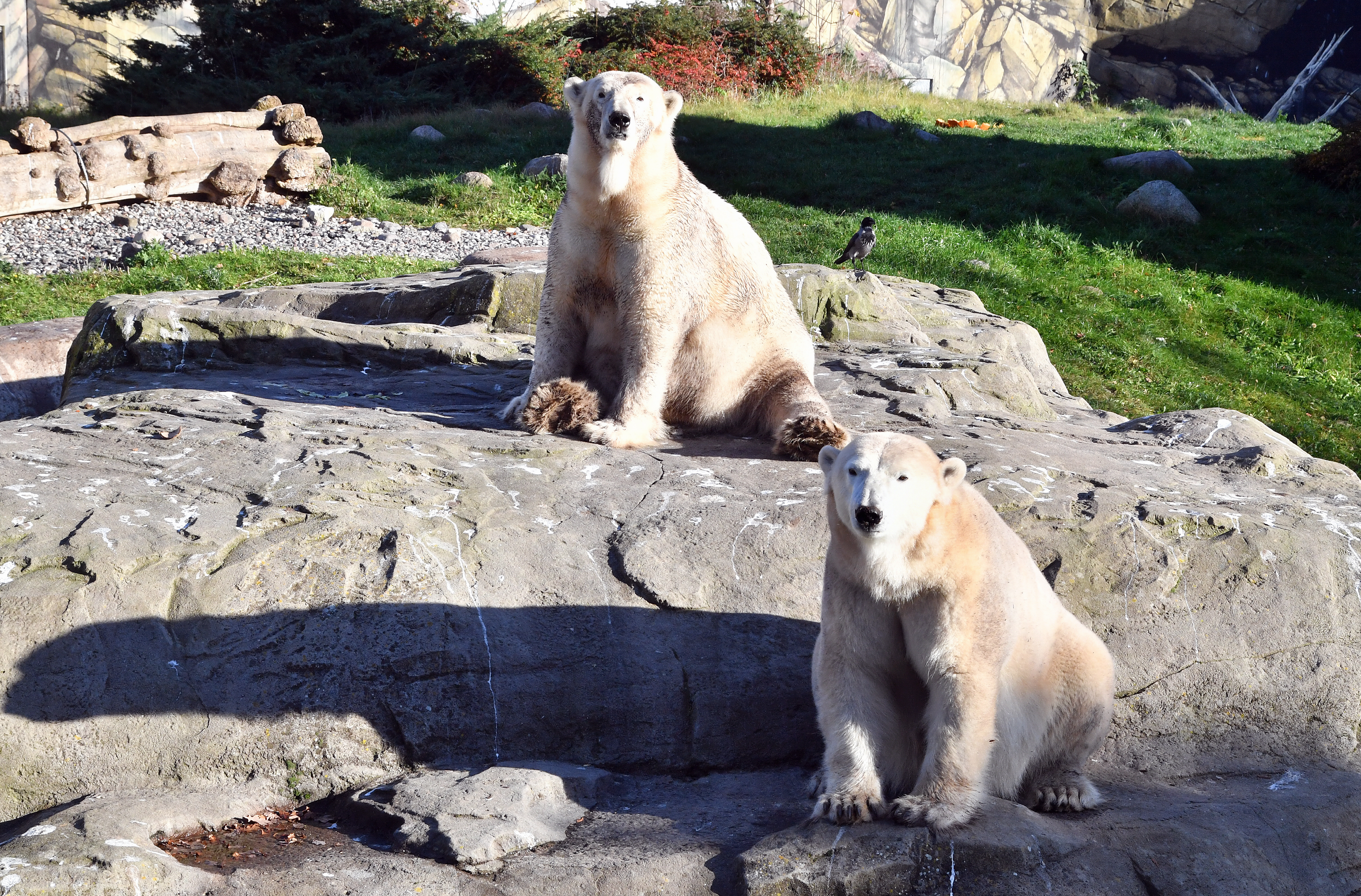 Internationale Polar Bear Week im Zoo Rostock