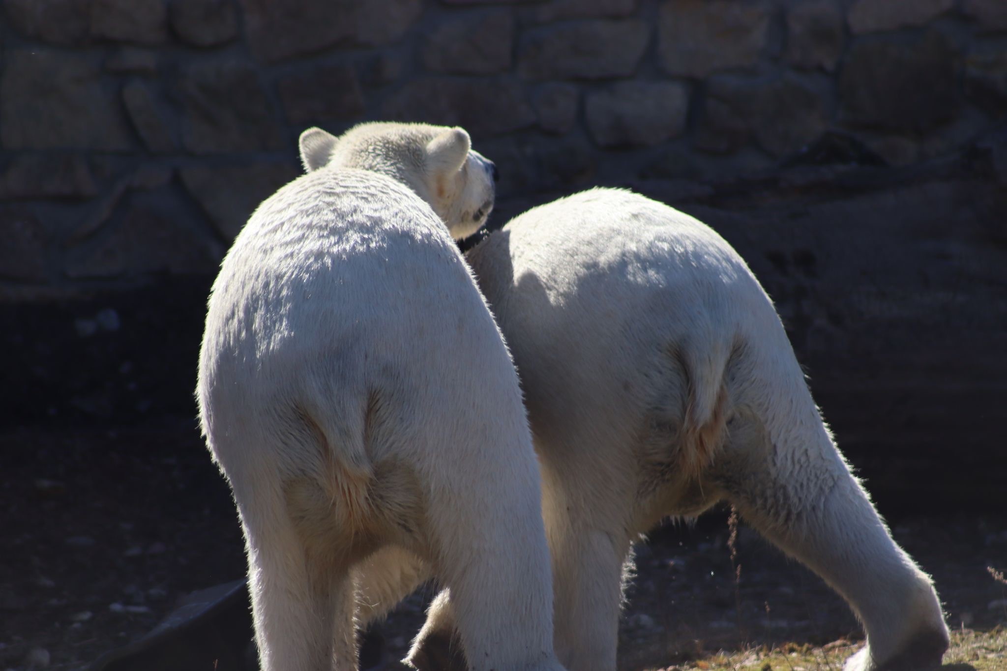Eisbären Skadi und Kaja im neuen Zuhause Eisbären Skadi und Kaja im neuen Zuhause